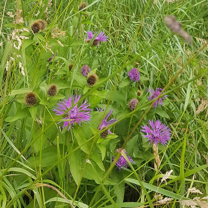 Perücken-Flockenblume auf einer Ansaatfläche