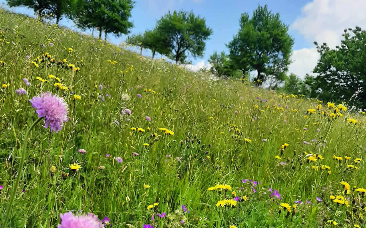 Dank der Fördermittel durch das Bayerische Umweltministerium und der fleißigen Landschaftspfleger kann der LPV unter anderem jährlich mehr als 140 artenreiche Wiesen im Hofer Land pflegen und erhalten. Eine dieser Pflegeflächen ist zum Beispiel die Peunthe, eine große Streuobstwiese in Schwarzenbach am Wald. Hier blühen im Frühjahr die Obstbäume und kurz darauf die ganze Wiese!