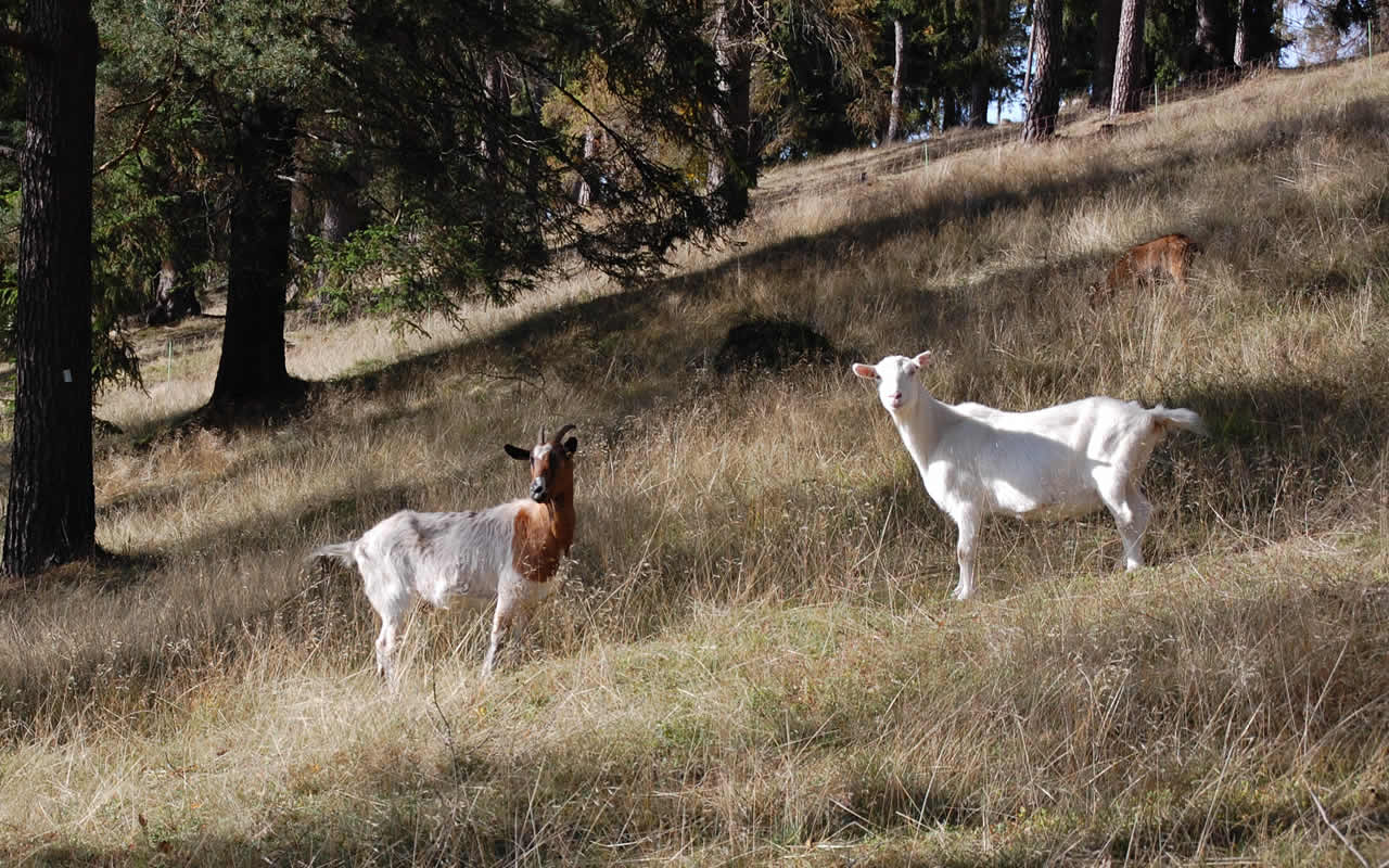 Auch tierische Landschaftspfleger, wie Schafe und Ziegen, tragen zur Erhaltung unserer Kulturlandschaft bei. Mit Fördermitteln des Bayerischen Umweltministeriums wird die jährliche Beweidung von Teilbereichen des Südhangs am Haidberg bei Zell finanziert und dadurch der artenreiche Magerrasen geschützt.
