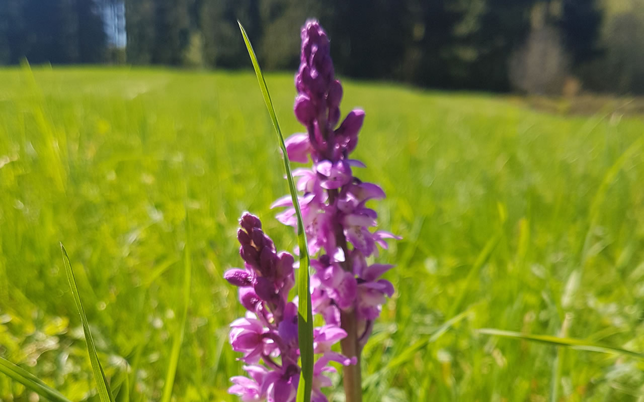 Die jährliche Mahd und der Abtransport des Mahdguts durch den Landschaftspflegeverband erhalten die wenigen Standorte des Stattlichen Knabenkrauts (Orchis mascula), einer seltenen, heimischen Orchideenart im Frankenwald.