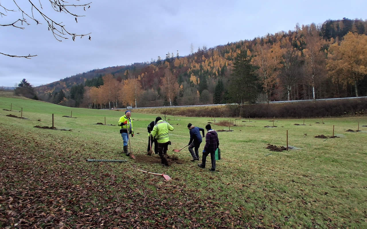 Mit Fördermitteln des Bayerischen Umweltministeriums wurden im Herbst 2025 gemeinsam mit den Landwirten des Maschinenring Münchberg e.V. mehr als 200 Hochstammobstbäume gepflanzt. Seit Gründung des LPV 1992 wurden mehr als 91 ha Streuobstwiesen angelegt – das entspricht über 6000 Obstbäumen für das Hofer Land.